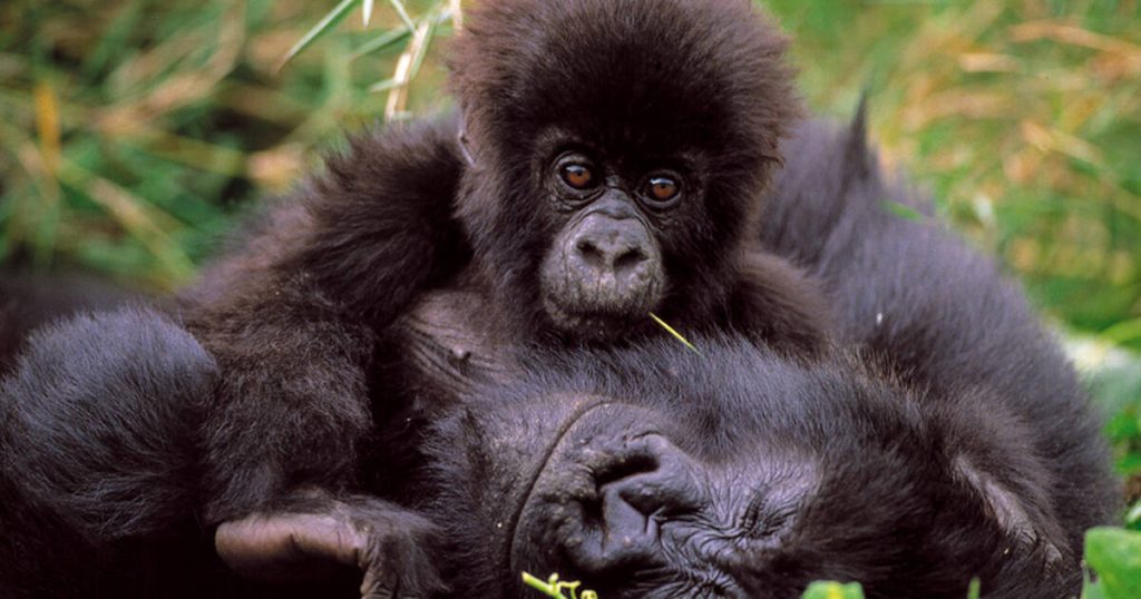 Biodiversity of Virunga National Park. Photo credit: Virunga National Park / Environmental Education Department