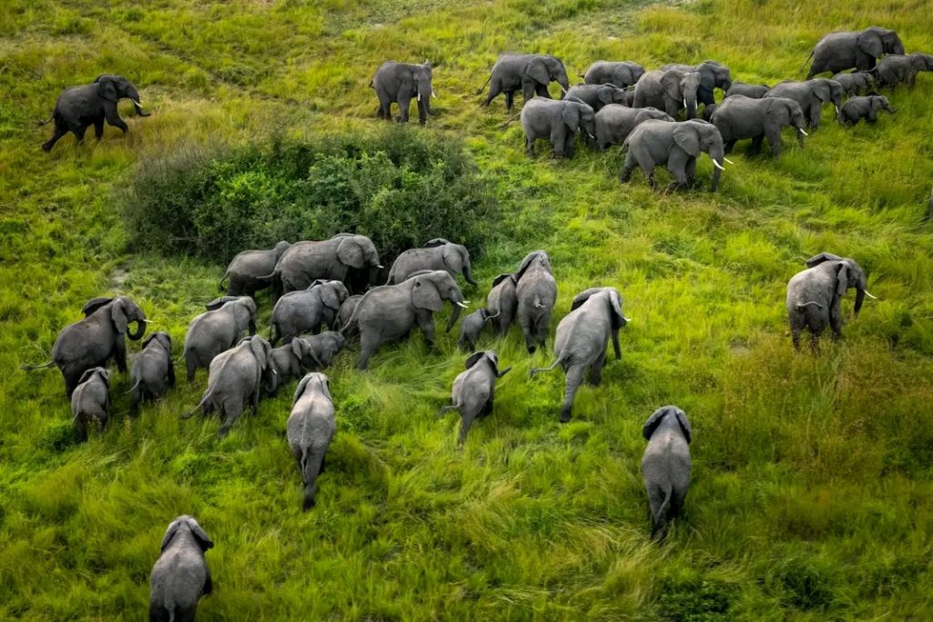Biodiversity of Virunga National Park. Photo credit: Virunga National Park / Environmental Education Department