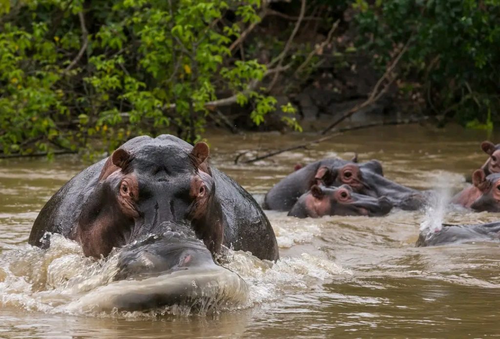 Biodiversity of Virunga National Park. Photo credit: Virunga National Park / Environmental Education Department